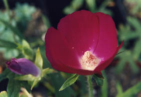 Callirhoe involucrata